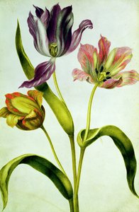 Tulpen